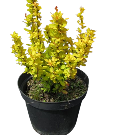 aurea_berb-500x583-removebg-preview