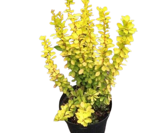 hgflfxho668h8e401xbf7qgzo82a9g78-removebg-preview