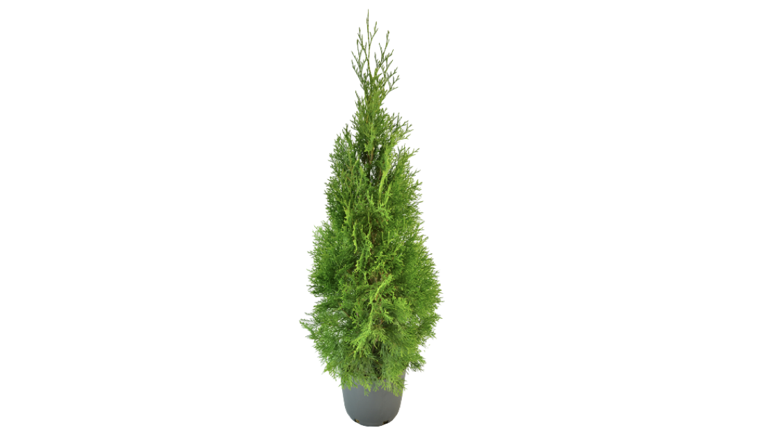 thuja-png-1