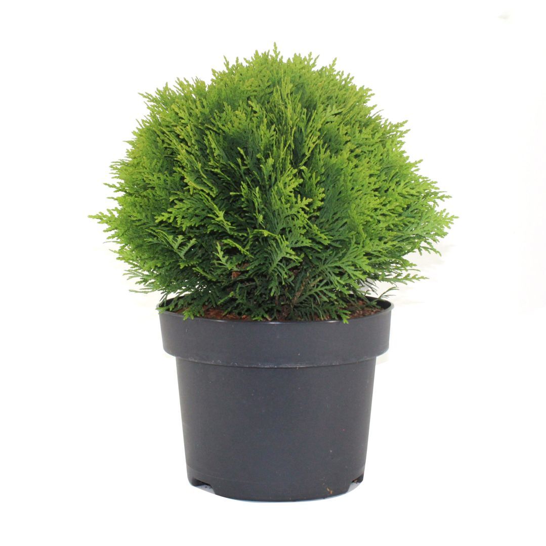 tuya_zapadnaya_danica_5l_20_30