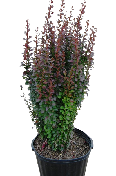 80b2095d327157ce0635b06226e68608-removebg-preview