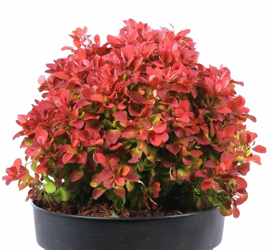 9lzh9fu5hdhx6sz0imwwia5feqsf29ba