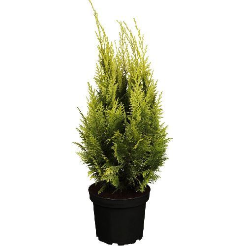 kiparisovik_lavsona_ivonne_chamaecyparis_lawsoniana_ivonne_1l_n
