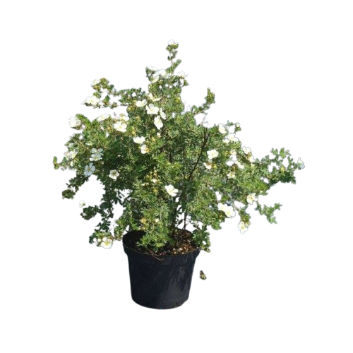 lapchatka-kustarnikovaya-abbotcvud-1000x1000_0-removebg-preview